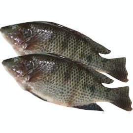 Tirapia
