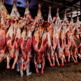 Goat Leg